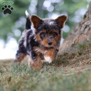 Caption, Yorkie Poo Puppy